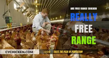 Are Free Range Chickens Truly Free? Uncovering the Reality
