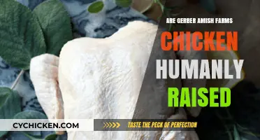 Are Gerber Amish Farms Chickens Raised Humanely? Exploring the Truth