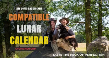 Goats and Chickens in Harmony: Exploring Lunar Calendar Compatibility