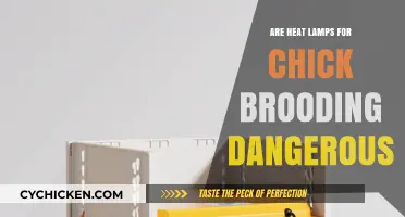 Heat Lamps for Chick Brooding: Safe or Hidden Danger?