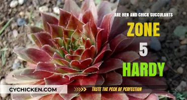 Can Hen and Chick Succulents Survive Zone 5 Winters?