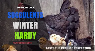 Winter Survival Guide: Are Hen and Chick Succulents Cold-Hardy?
