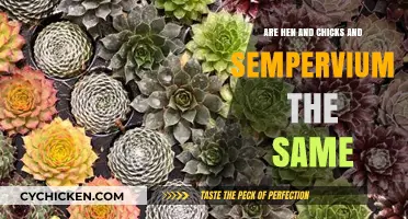 Hen and Chicks vs. Sempervivum: Unraveling the Succulent Confusion