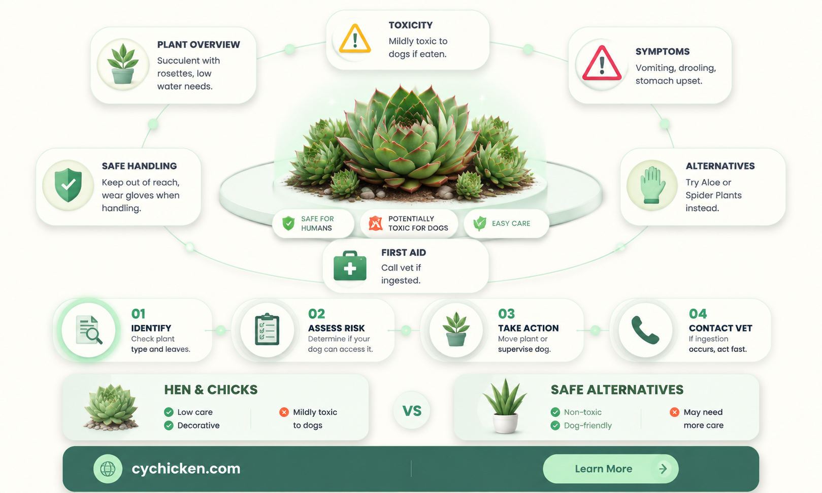 are hen and chicks poisonous to dogs