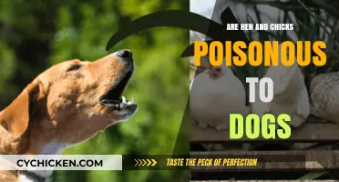 Are Hen and Chicks Plants Toxic to Dogs? Find Out Now