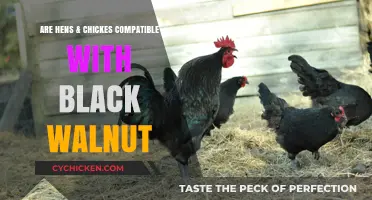 Hens and Chicks: Safe Around Black Walnut Trees?