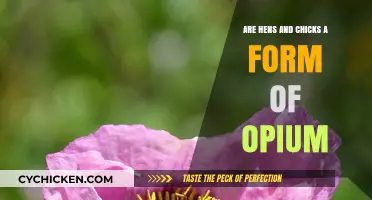 Are Hens and Chicks Opium? Unraveling the Myth and Facts