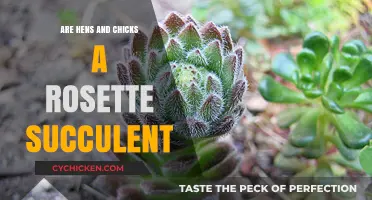 Hens and Chicks: Unveiling Their Rosette Succulent Identity and Care Tips