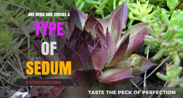 Hens and Chicks: Unraveling Their Connection to Sedum Varieties