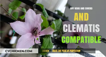 Hens and Chicks with Clematis: A Compatible Garden Pairing?