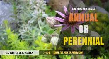 Hens and Chicks: Annual or Perennial? Unraveling Their Lifespan