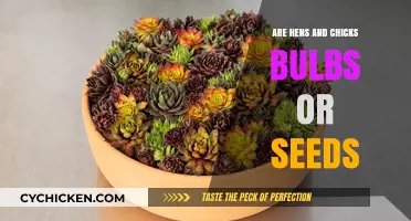 Hens and Chicks: Bulbs, Seeds, or Something Else?