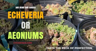 Hens and Chicks: Echeveria or Aeoniums? Unraveling the Succulent Mystery