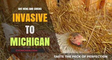 Are Hens and Chicks Invasive in Michigan? What Gardeners Should Know