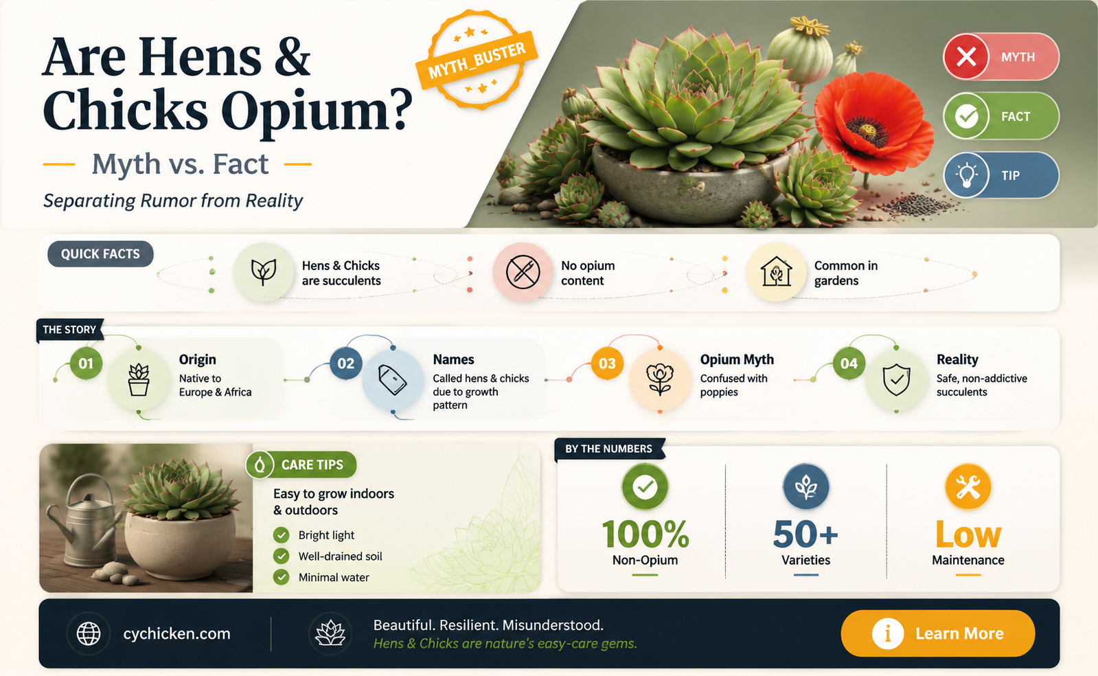 are hens and chicks a form of opium