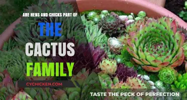 Hens and Chicks: Cactus Cousins or Imposters?