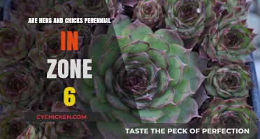 Hens and Chicks Perennial Survival Guide for Zone 6 Gardens