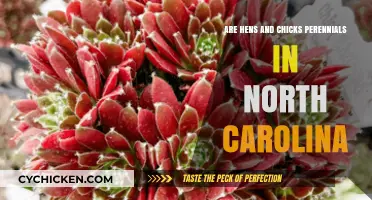 Hens and Chicks: Perennial Succulents Thriving in North Carolina Gardens