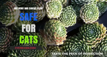 Are Hens and Chicks Plants Safe for Cats? Find Out Now