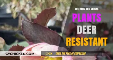 Deer-Resistant Gardening: Are Hens and Chicks Plants Safe?