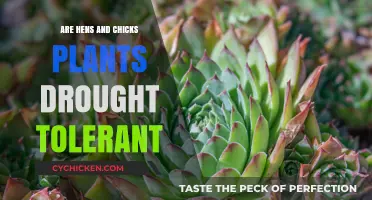 Hens and Chicks Plants: Drought-Tolerant Succulents for Your Garden