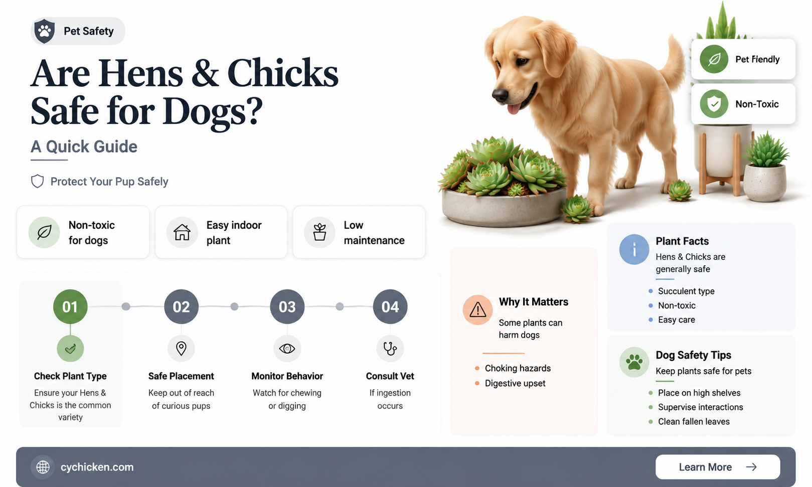 are hens and chicks safe for dogs