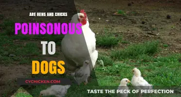 Are Hens and Chicks Toxic to Dogs? A Safety Guide