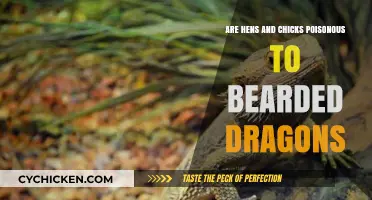 Are Hens and Chicks Safe for Bearded Dragons? Toxicity Explained