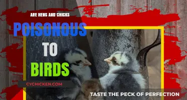 Are Hens and Chicks Toxic to Birds? Uncovering the Truth