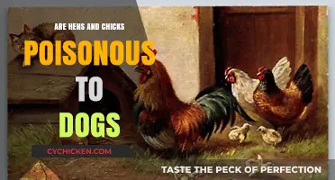 Are Hens and Chicks Toxic to Dogs? A Safety Guide