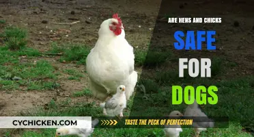 Are Hens and Chicks Plants Safe for Dogs? A Guide