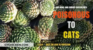Are Hens and Chicks Succulents Safe for Cats? Find Out