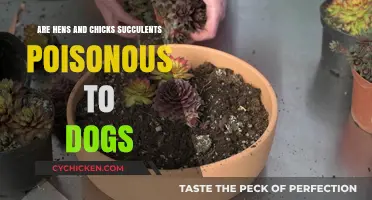 Are Hens and Chicks Succulents Safe for Dogs? Find Out