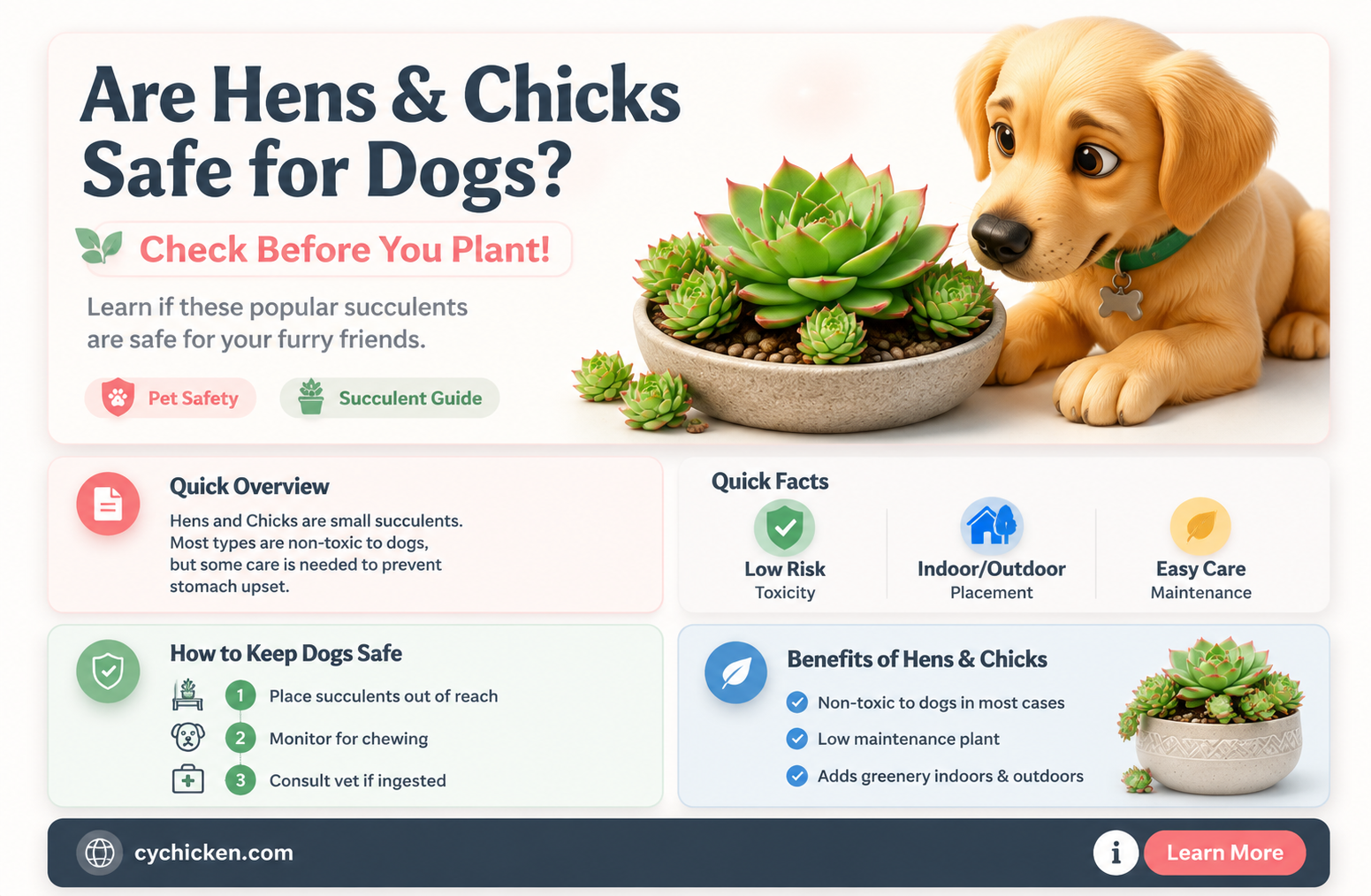 are hens and chicks succulents poisonous to dogs
