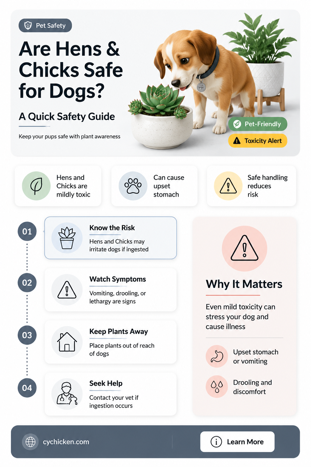 are hens and chicks poinsonous to dogs