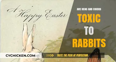 Are Hens and Chicks Plants Safe for Rabbits? Toxicity Explained
