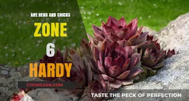 Hens and Chicks Zone 6 Hardiness: Survival Guide for Gardeners