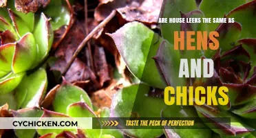 Exploring House Leeks and Hens and Chicks: What's the Difference?