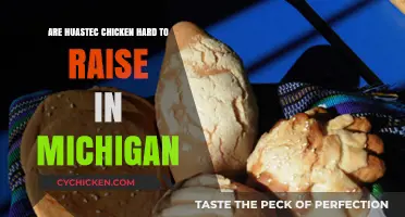 Raising Huastec Chickens in Michigan: Challenges and Tips for Success