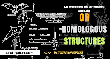 Chicken Arms: Analogous or Homologous to Humans?