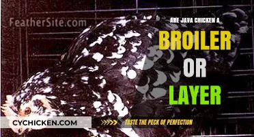 Java Chickens: Understanding Their Role as Broilers or Layers