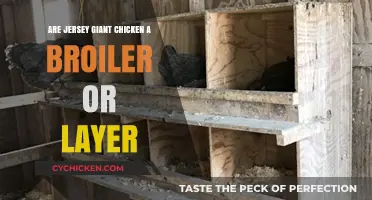 Jersey Giant Chickens: Broiler or Layer? Unraveling Their Role