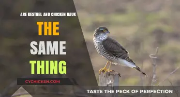 Kestrel vs. Chicken Hawk: Unraveling the Differences and Similarities