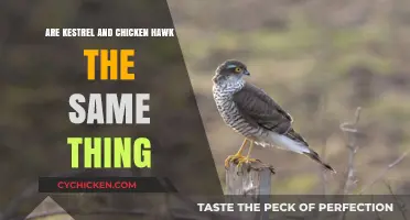 Kestrel vs. Chicken Hawk: Unraveling the Differences and Similarities