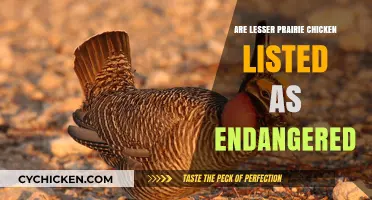 Are Lesser Prairie Chickens Endangered? Current Conservation Status Explained