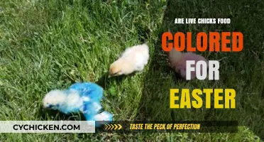Are Easter Chicks Dyed with Food Coloring? The Truth Revealed