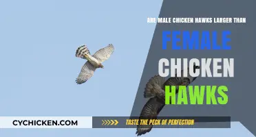 Chicken Hawk Gender: Size Difference Explored