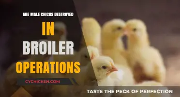 Male Chick Culling in Broiler Operations: Ethical Concerns Explored