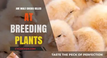Male Chicks' Fate: The Dark Truth Behind Breeding Plants