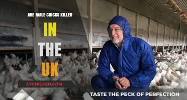 Male Chicks' Fate in UK Egg Industry: Uncovering the Truth